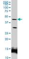 Lymphoid Enhancer Binding Factor 1 antibody, H00051176-M04, Novus Biologicals, Western Blot image 