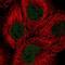Transcription factor SOX-13 antibody, NBP2-54996, Novus Biologicals, Immunofluorescence image 