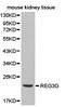 Regenerating Family Member 3 Gamma antibody, LS-C193076, Lifespan Biosciences, Western Blot image 