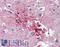 Non-histone chromosomal protein HMG-14 antibody, LS-B3496, Lifespan Biosciences, Immunohistochemistry frozen image 