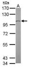 Tubulin Gamma Complex Associated Protein 2 antibody, TA308087, Origene, Western Blot image 