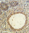 Anti-Mullerian Hormone antibody, abx034580, Abbexa, Flow Cytometry image 