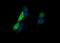 Kallikrein Related Peptidase 8 antibody, LS-C174683, Lifespan Biosciences, Immunofluorescence image 