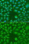 TLE Family Member 5, Transcriptional Modulator antibody, STJ110184, St John