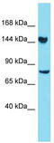 TLR4 Interactor With Leucine Rich Repeats antibody, TA337378, Origene, Western Blot image 