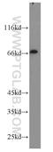 POU Class 3 Homeobox 3 antibody, 18999-1-AP, Proteintech Group, Western Blot image 