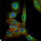 Tubulin Beta 1 Class VI antibody, LS-C814042, Lifespan Biosciences, Immunofluorescence image 