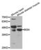 Biglycan antibody, PA5-76821, Invitrogen Antibodies, Western Blot image 