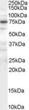 Protein Phosphatase 1 Regulatory Subunit 15A antibody, MBS420052, MyBioSource, Western Blot image 