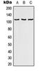 RAB3 GTPase Activating Protein Catalytic Subunit 1 antibody, orb215062, Biorbyt, Western Blot image 