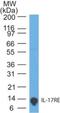 Interleukin 17 Receptor E antibody, MA5-24806, Invitrogen Antibodies, Western Blot image 