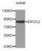 Argonaute RISC Catalytic Component 2 antibody, abx005217, Abbexa, Western Blot image 