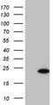 Splicing Factor 3b Subunit 6 antibody, TA811148, Origene, Western Blot image 