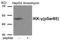 Inhibitor Of Nuclear Factor Kappa B Kinase Regulatory Subunit Gamma antibody, AP55883PU-N, Origene, Western Blot image 