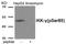 FIP3 antibody, AP55883PU-N, Origene, Western Blot image 