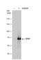 Tripartite Motif Containing 8 antibody, NBP2-16642, Novus Biologicals, Western Blot image 