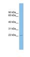 Epstein-Barr Virus Induced 3 antibody, orb330229, Biorbyt, Western Blot image 