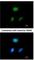 Hes Related Family BHLH Transcription Factor With YRPW Motif Like antibody, NBP2-16817, Novus Biologicals, Immunofluorescence image 