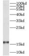 Cytochrome C Oxidase Assembly Factor COX20 antibody, FNab01898, FineTest, Western Blot image 