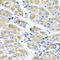 Spermatogenesis Associated 4 antibody, LS-C349265, Lifespan Biosciences, Immunohistochemistry frozen image 