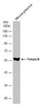 Fetuin B antibody, NBP2-16470, Novus Biologicals, Western Blot image 