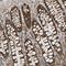 Transmembrane BAX Inhibitor Motif Containing 1 antibody, PA5-52909, Invitrogen Antibodies, Immunohistochemistry frozen image 