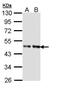 Inhibin Subunit Beta B antibody, PA5-28814, Invitrogen Antibodies, Western Blot image 
