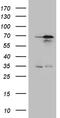 Neuronal PAS Domain Protein 1 antibody, TA809585, Origene, Western Blot image 