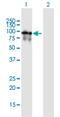 Phosphodiesterase 4A antibody, H00005141-B01P, Novus Biologicals, Western Blot image 