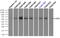 Lipase G, Endothelial Type antibody, TA501083, Origene, Immunoprecipitation image 