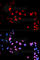 MYC Associated Factor X antibody, AP0072, ABclonal Technology, Immunofluorescence image 