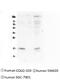 Fragile Histidine Triad Diadenosine Triphosphatase antibody, M01200, Boster Biological Technology, Western Blot image 