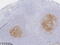 Complement C3d Receptor 2 antibody, TA814108, Origene, Immunohistochemistry frozen image 