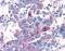 Taste 1 Receptor Member 1 antibody, NLS1992, Novus Biologicals, Immunohistochemistry frozen image 