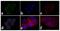 Insulin Receptor antibody, 44-802G, Invitrogen Antibodies, Immunofluorescence image 