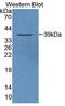 Protein Tyrosine Phosphatase Non-Receptor Type 9 antibody, LS-C663338, Lifespan Biosciences, Western Blot image 