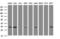 SRP Receptor Subunit Beta antibody, LS-C173925, Lifespan Biosciences, Western Blot image 