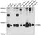 Elongin C antibody, GTX65573, GeneTex, Western Blot image 