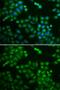 Ribosomal Protein L5 antibody, GTX32848, GeneTex, Immunocytochemistry image 