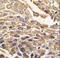 Arylsulfatase B antibody, LS-C100667, Lifespan Biosciences, Immunohistochemistry paraffin image 