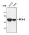 Flap Structure-Specific Endonuclease 1 antibody, PA5-17279, Invitrogen Antibodies, Western Blot image 