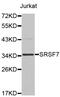 Serine And Arginine Rich Splicing Factor 7 antibody, abx004672, Abbexa, Western Blot image 
