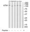 Atrophin 1 antibody, TA313769, Origene, Western Blot image 