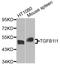 TGF beta-stimulated clone 5 antibody, A8459, ABclonal Technology, Western Blot image 