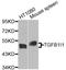 Transforming Growth Factor Beta 1 Induced Transcript 1 antibody, A8459, ABclonal Technology, Western Blot image 