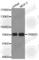 Tripartite Motif Containing 25 antibody, A5940, ABclonal Technology, Western Blot image 