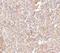 STEAP Family Member 1 antibody, NBP1-76822, Novus Biologicals, Immunohistochemistry paraffin image 