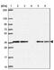 CAMLG antibody, NBP2-33789, Novus Biologicals, Western Blot image 