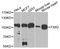 FMR1 Autosomal Homolog 2 antibody, A4313, ABclonal Technology, Western Blot image 