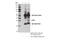 Uncoupling Protein 3 antibody, 97000S, Cell Signaling Technology, Immunoprecipitation image 